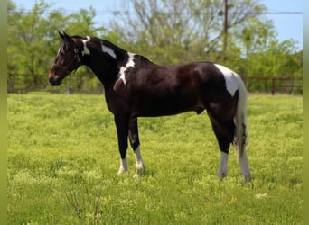 Tennessee walking horse, Hongre, 13 Ans, 160 cm, Tobiano-toutes couleurs