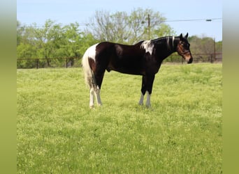 Tennessee walking horse, Hongre, 13 Ans, 160 cm, Tobiano-toutes couleurs