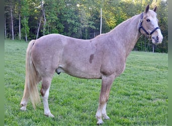 Tennessee walking horse, Hongre, 13 Ans, 163 cm, Rouan Rouge