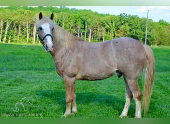 Tennessee walking horse, Hongre, 13 Ans, 163 cm, Rouan Rouge