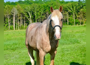 Tennessee walking horse, Hongre, 13 Ans, 163 cm, Rouan Rouge