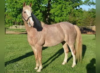 Tennessee walking horse, Hongre, 13 Ans, 163 cm, Rouan Rouge