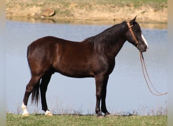 Tennessee walking horse, Hongre, 13 Ans, Noir