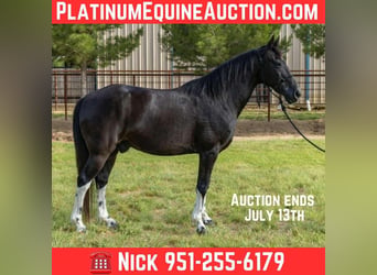 Tennessee walking horse, Hongre, 13 Ans, Tobiano-toutes couleurs