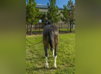 Tennessee walking horse, Hongre, 13 Ans, Tobiano-toutes couleurs