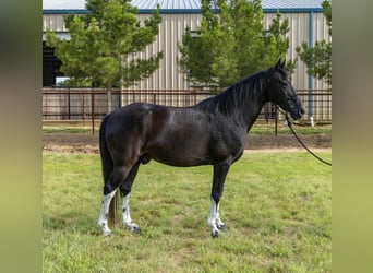 Tennessee walking horse, Hongre, 13 Ans, Tobiano-toutes couleurs