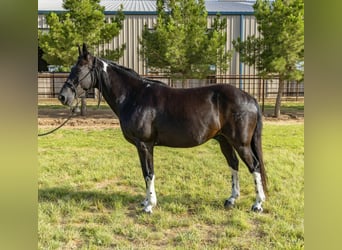 Tennessee walking horse, Hongre, 13 Ans, Tobiano-toutes couleurs