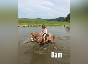 Tennessee walking horse, Hongre, 14 Ans, 142 cm, Blanc