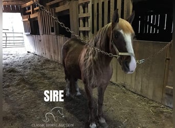 Tennessee walking horse, Hongre, 14 Ans, 142 cm, Blanc