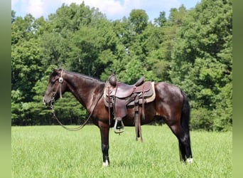 Tennessee walking horse, Hongre, 14 Ans, 145 cm, Noir