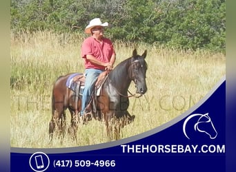 Tennessee walking horse, Hongre, 14 Ans, 147 cm, Noir
