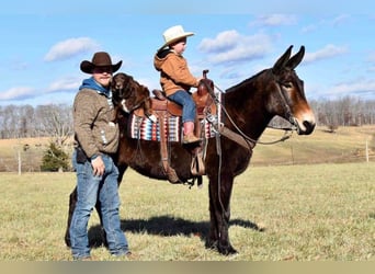 Tennessee walking horse, Hongre, 14 Ans, 150 cm, Bai cerise