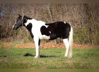 Tennessee walking horse, Hongre, 14 Ans, 150 cm, Noir