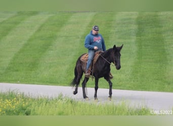 Tennessee walking horse, Hongre, 14 Ans, 152 cm, Noir