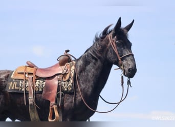Tennessee walking horse, Hongre, 14 Ans, 152 cm, Noir