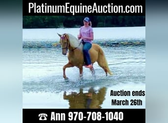 Tennessee walking horse, Hongre, 14 Ans, 152 cm, Palomino