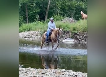 Tennessee walking horse, Hongre, 14 Ans, 152 cm, Palomino
