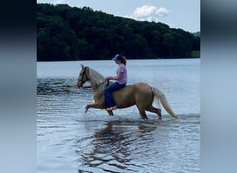 Tennessee walking horse, Hongre, 14 Ans, 152 cm, Palomino