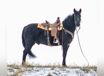 Tennessee walking horse, Hongre, 14 Ans, 155 cm, Noir