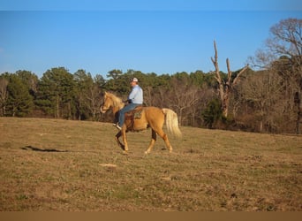 Tennessee walking horse, Hongre, 14 Ans, 155 cm, Palomino