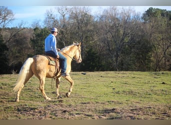 Tennessee walking horse, Hongre, 14 Ans, 155 cm, Palomino