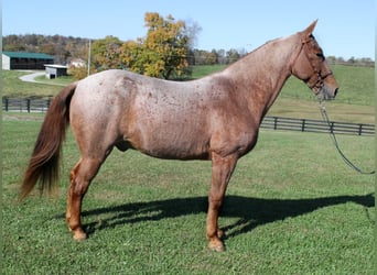 Tennessee walking horse, Hongre, 14 Ans, 155 cm, Rouan Rouge