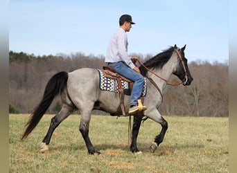 Tennessee walking horse, Hongre, 14 Ans, Rouan Bleu