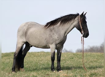 Tennessee walking horse, Hongre, 14 Ans, Rouan Bleu