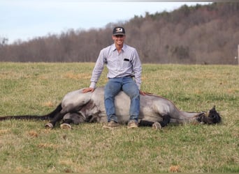 Tennessee walking horse, Hongre, 14 Ans, Rouan Bleu