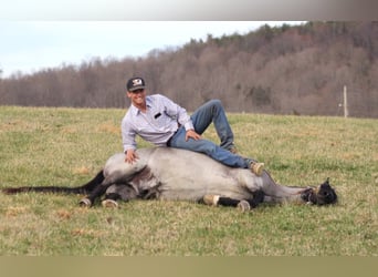 Tennessee walking horse, Hongre, 14 Ans, Rouan Bleu
