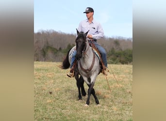 Tennessee walking horse, Hongre, 14 Ans, Rouan Bleu