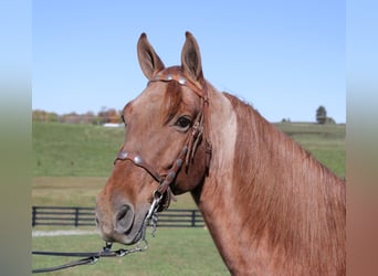 Tennessee walking horse, Hongre, 14 Ans, Rouan Rouge