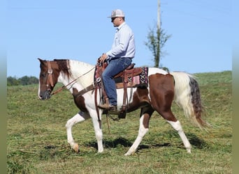 Tennessee walking horse, Hongre, 14 Ans, Tobiano-toutes couleurs