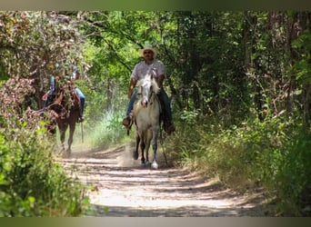 Tennessee walking horse, Hongre, 15 Ans, 142 cm, Gris