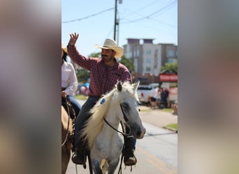 Tennessee walking horse, Hongre, 15 Ans, 142 cm, Gris