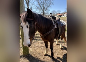 Tennessee walking horse Croisé, Hongre, 15 Ans, 150 cm, Bai brun