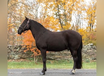 Tennessee walking horse, Hongre, 15 Ans, 150 cm, Noir