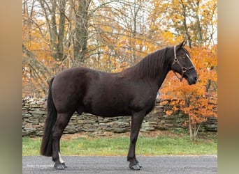 Tennessee walking horse, Hongre, 15 Ans, 150 cm, Noir