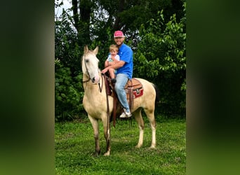 Tennessee walking horse, Hongre, 15 Ans, 152 cm, Buckskin
