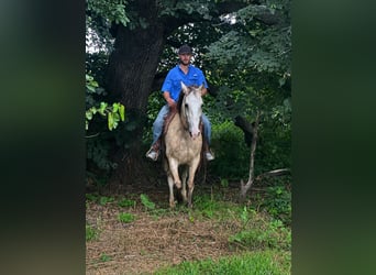 Tennessee walking horse, Hongre, 15 Ans, 152 cm, Buckskin