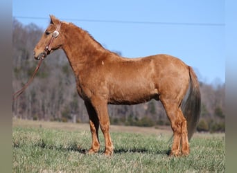 Tennessee walking horse, Hongre, 15 Ans, 152 cm, Palomino