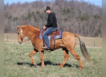 Tennessee walking horse, Hongre, 15 Ans, 152 cm, Palomino