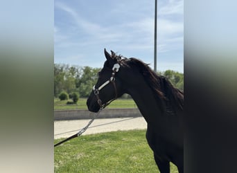Tennessee walking horse, Hongre, 15 Ans, 155 cm, Noir