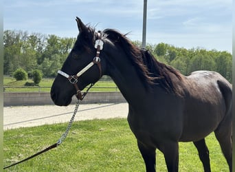 Tennessee walking horse, Hongre, 15 Ans, 155 cm, Noir