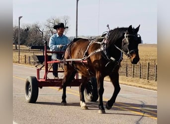 Tennessee walking horse, Hongre, 15 Ans, Bai cerise