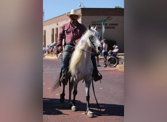 Tennessee walking horse, Hongre, 16 Ans, 142 cm, Gris