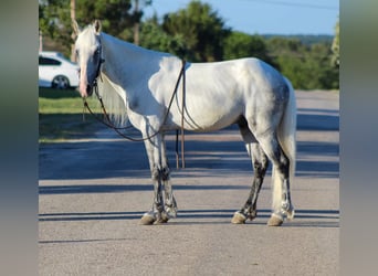 Tennessee walking horse, Hongre, 16 Ans, 142 cm, Gris