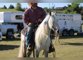 Tennessee walking horse, Hongre, 16 Ans, 142 cm, Gris