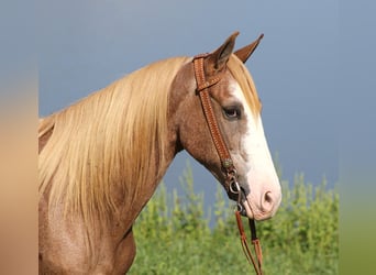 Tennessee walking horse, Hongre, 16 Ans, 152 cm, Alezan cuivré