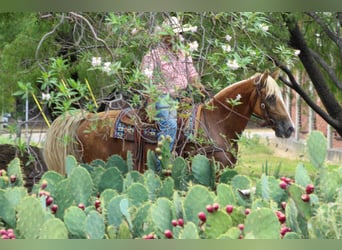 Tennessee walking horse, Hongre, 16 Ans, 152 cm, Palomino